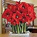 Giant Amaryllis Bulb Red Star Amaryllis Barbados Lily DIY Home Garden Lily Potted Balcony Flower Amaryllis Bulbs for Sale Amaryllis Plant Hippeastrum Bulbs