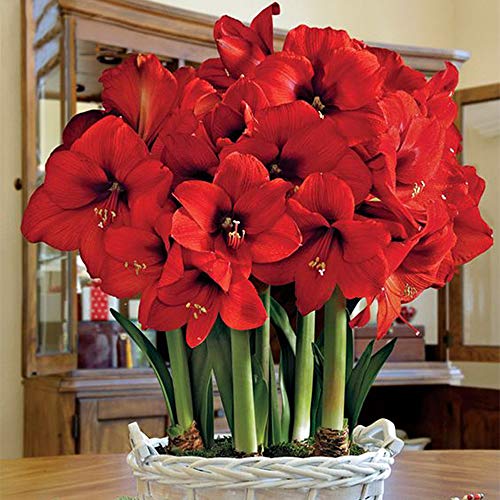 Giant Amaryllis Bulb Red Star Amaryllis Barbados Lily DIY Home Garden Lily Potted Balcony Flower Amaryllis Bulbs for Sale Amaryllis Plant Hippeastrum Bulbs Giant Amaryllis Bulb Red Star Amaryllis Barbados Lily DIY Home Garden Lily Potted Balcony Flower Amaryllis Bulbs for Sale Amaryllis Plant Hippeastrum Bulbs