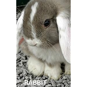 RABBIT: PHOTO BOOK RABBIT , PHOTO BOOK RABBITS