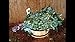 Birch Bath Broom Russian Banya Venik for Sauna