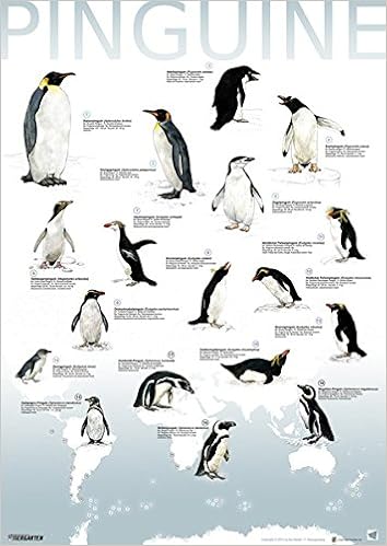 Plakat Pinguine Amazon De Spangenberg Frithjof Bucher
