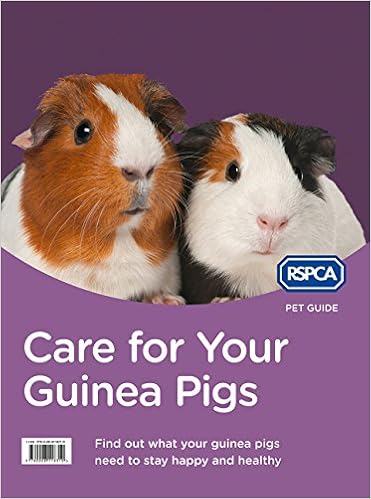 guinea pig care uk