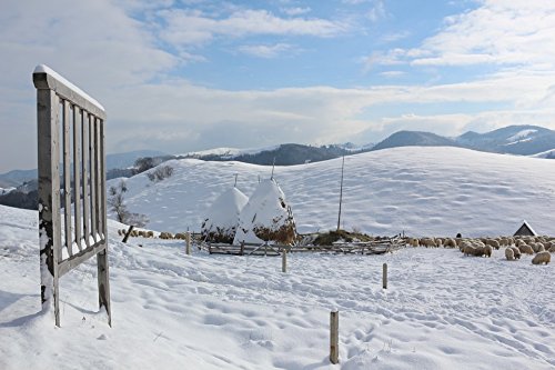 Home Comforts Peel-n-Stick Poster Blood Donation Balloons Sky Colorful BluePoster 24x16 Adhesive Sticker Poster Print