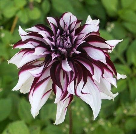 Tartan Dinner Plate Dahlia Bulbs/Tubers Garden Fragrant Flower Plants Home Balcony Bonsai (6 Bulbs)