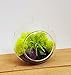 Bliss Gardens Mini Air Plant Terrarium Kit with 3" Glass, Black Sand and Purple Amethyst Cystal