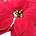 M2cbridge Artificial Christmas Flowers Red Velvet Poinsettia Floral Picks for Christmas Wreath Tree Ornaments (50pcs Red)