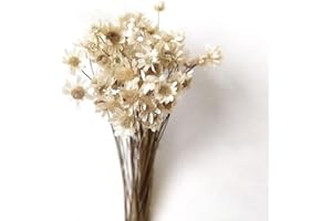 Ulalaza 100PCS Natural Dry Gypsophila Flowers, True Color, 40CM/15.7INCH, Wedding, Thanksgiving, Christmas, DIY Vase Decor