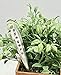 Herb Markers Set of 6 GARDEN stakes Made From Vintage Spoon Handles Oregano, Basil, Parsley, Rosemary, Thyme, Dill. Garden Markers Herb Labels