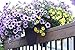 Bloem Modica Deck Rail Planter 12