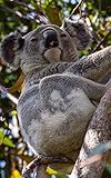 Notebook: Koala Australian Wildlife Animals Cute Cuddly 5