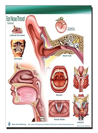 Ear Nose And Throat Anatomy Diagram - Drivenheisenberg