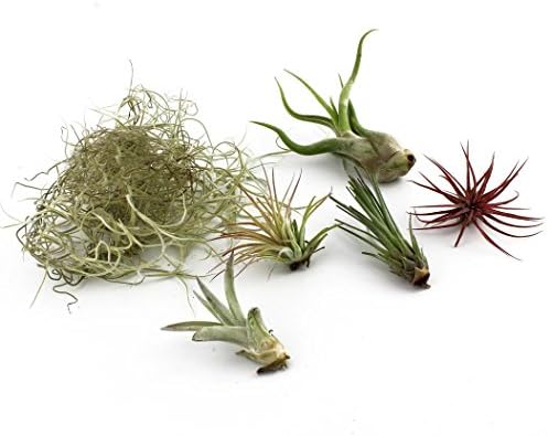 Air Plant Variety plus Moss