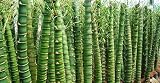 Buddha Belly Bamboo 20 Seeds