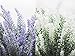Artificial Lavender Flowers Bouquet with Special White Ceramic Vases for Home, Party & Wedding Décor – Set of 2
