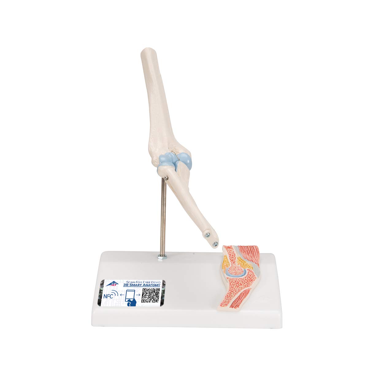 3B Scientific A87/1 Mini Elbow Joint with Cross Section + free anatomy software - 3B Smart Anatomy