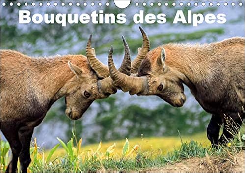 Bouquetins Des Alpes Plans Rapproches Et Portrait De Bouquetins Des Alpes Calvendo Animaux French Edition Duvernay Elena Amazon Com Books
