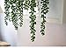 Supla 2 pcs Artificial Hanging Long Succulents Faux Burro's Tail Picks Trailing String of Pearls Succulent Vines Greenery 28.7