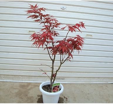 Amazon Co Jp 庭木 笠置山もみじ ホーム キッチン