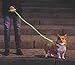 NiteyLeash - LED Glow in The Dark Pet Dog Leash (Green)