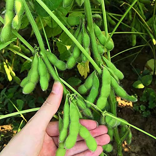 50 Pcs Midori Giant Edamame Seeds Heirloom HIGH Germination Rate Fresh