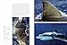 Great White Shark: Myth and Reality