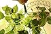 XIAOHESHOP XHSP 2pcs Artificial Green Ivy Vine Potato Leaves Garland Plants Vine Fake Foliage Home Decor,35