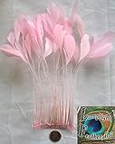 Stripped Coque Feathers, Pack of 25, MANY COLOR OPTIONS, Millinery and Crafts - by Lamplight Feather, Inc. (LIGHT PINK)