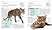 The Cat Selector: How to Choose the Right Cat for You