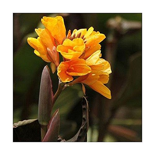 Canna Chocolate Sunrise x1 Rhizome