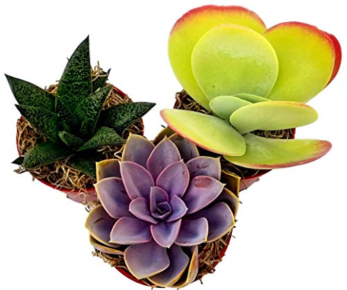 Fat Plants San Diego Large Succulent Plant Collection - Succulents in 4 inch Pots (3)