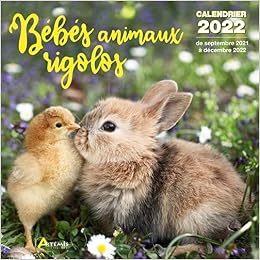 Calendrier Bebes Animaux Rigolos 22 Collectif Amazon Com Books