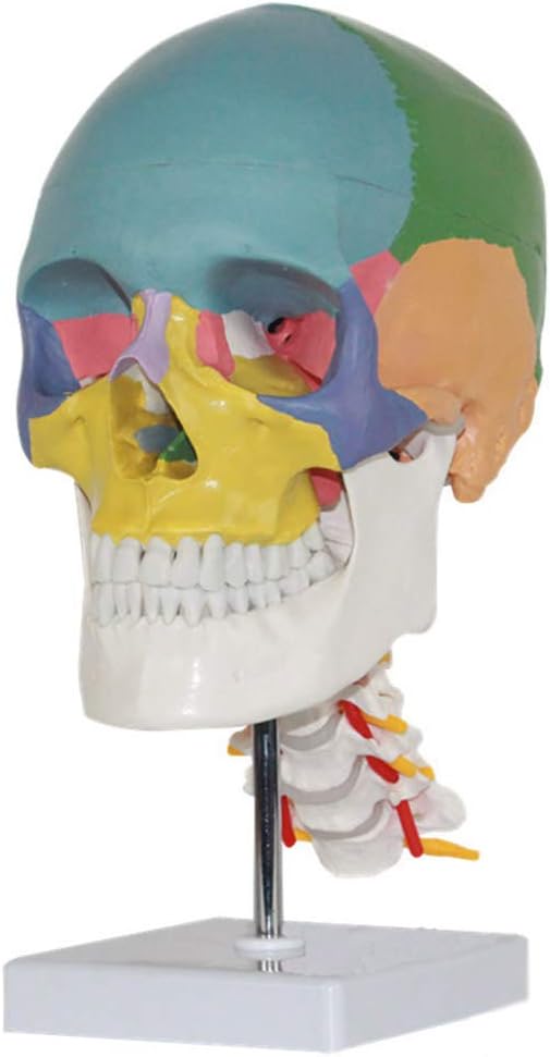 Adult Human Anatomy Skull Model Kit - Ideal for Anatomical Tracing, Medical Training