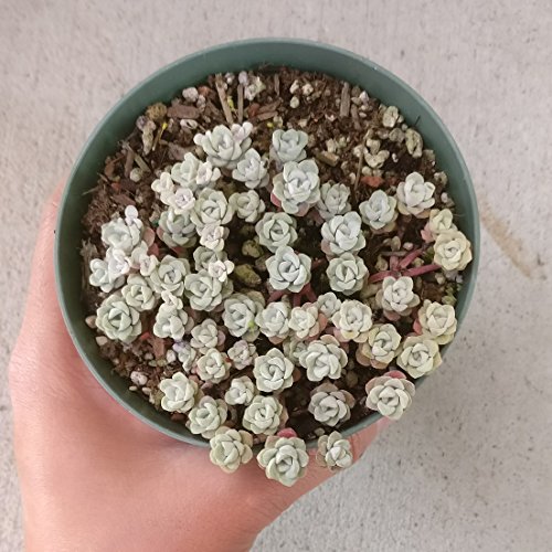 Capo Blanco Sedum spathufolium 'Capo Blanco' (4 inch)