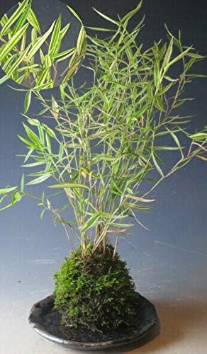 Amazon 斑入り姫竹の苔玉 観葉植物 オンライン通販
