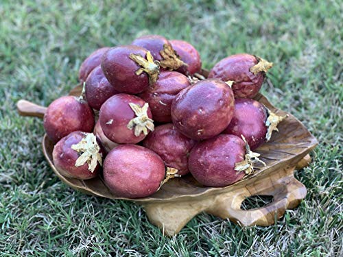 Kejora Fresh Purple Passion Fruit Organically Grown - 16 counts - Pick Fresh