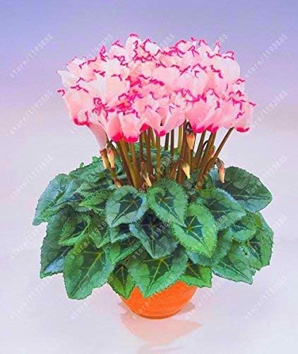 Amazon Co Jp 個 袋シクラメンの花 家庭植物の鉢のための美しい盆栽の花の種子自然の成長シクラメンの種子はそれが大好きです2 ホーム キッチン