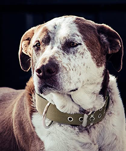 extra large breed dog collars