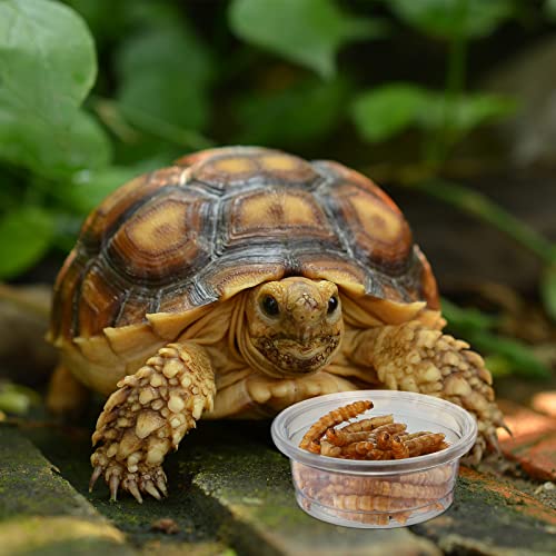 500 Pieces 0.5 oz Gecko Food and Water Cups Small Plastic Feeder Cups