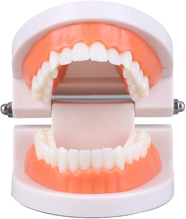 Amazon Crabitin 歯おもちゃ 歯口モデル 歯模型 上下顎模型 教育用品 学習用 知育玩具 説明モデル 耐久性 実用性 研究模型 歯科医用品 科学 サイエンス おもちゃ