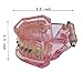Dentalmall 1 Pc Dental Orthodontics Study Model with Ceramic and Metal Brackets 3003