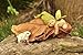 Top Collection Enchanted Story Garden Sleeping Fairy Baby Outdoor Décor with Baby Rabbit
