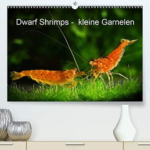 Pohlmann, R: Dwarf Shrimps - kleine Garnelen(Premium, hochwe