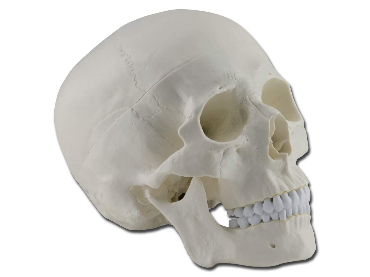 Gima - Anatomical Model of Human Skull, Highly Detailed, Modular 3 Parts, Magnification 1 X