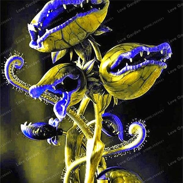 Pinkdose Venus Fly Trap Carnivorous Plant Bonsai Dionaea Muscipula Cordyceps Flycatcher Bonsai Semillas De Flores Raras For Home 100 Pcs 1 Amazon Ca Patio Lawn Garden
