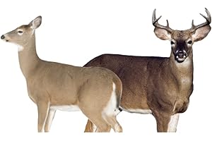 MONTANA DECOY Dream Team Buck and Doe