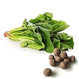 20 Spinach Seed Balls (Giant Noble)- Herb