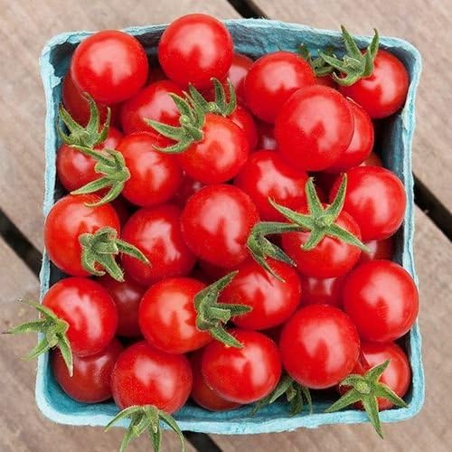 Organic Non-GMO Matt's Wild Cherry Tomato - OPEN-POLLINATED - Garden Vegetable Seed for Planting (price includes shipping)