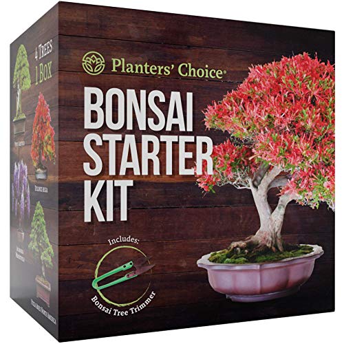 Planters' Choice Bonsai Starter Kit The Complete Growing Kit To Easily Grow 4 Bonsai Trees