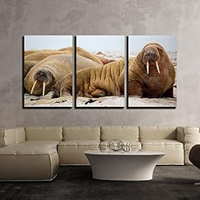 3 Piece Canvas Wall Art - Walrus Lying on The Beach - Modern Home Art Stretched and Framed Ready to Hang - 16"x24"x3 Panels