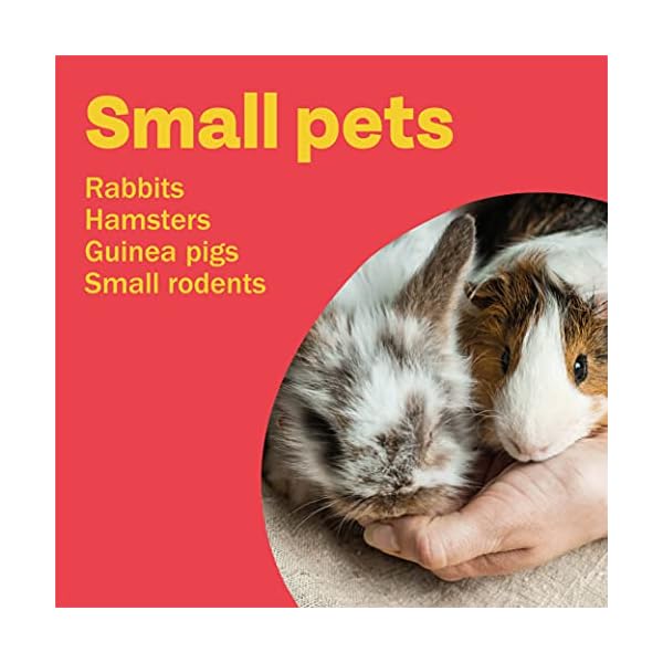 Bob Martin | Spot On Flea Treatment for Small Pets (Rabbits, Hamsters & Guinea Pigs ) |Protection Against Fleas, Ticks…